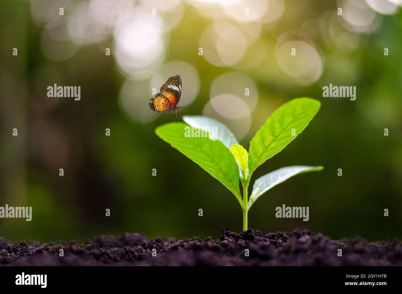 Les jeunes semis plantation plante dans la lumière du matin sur fond nature Banque D'Images