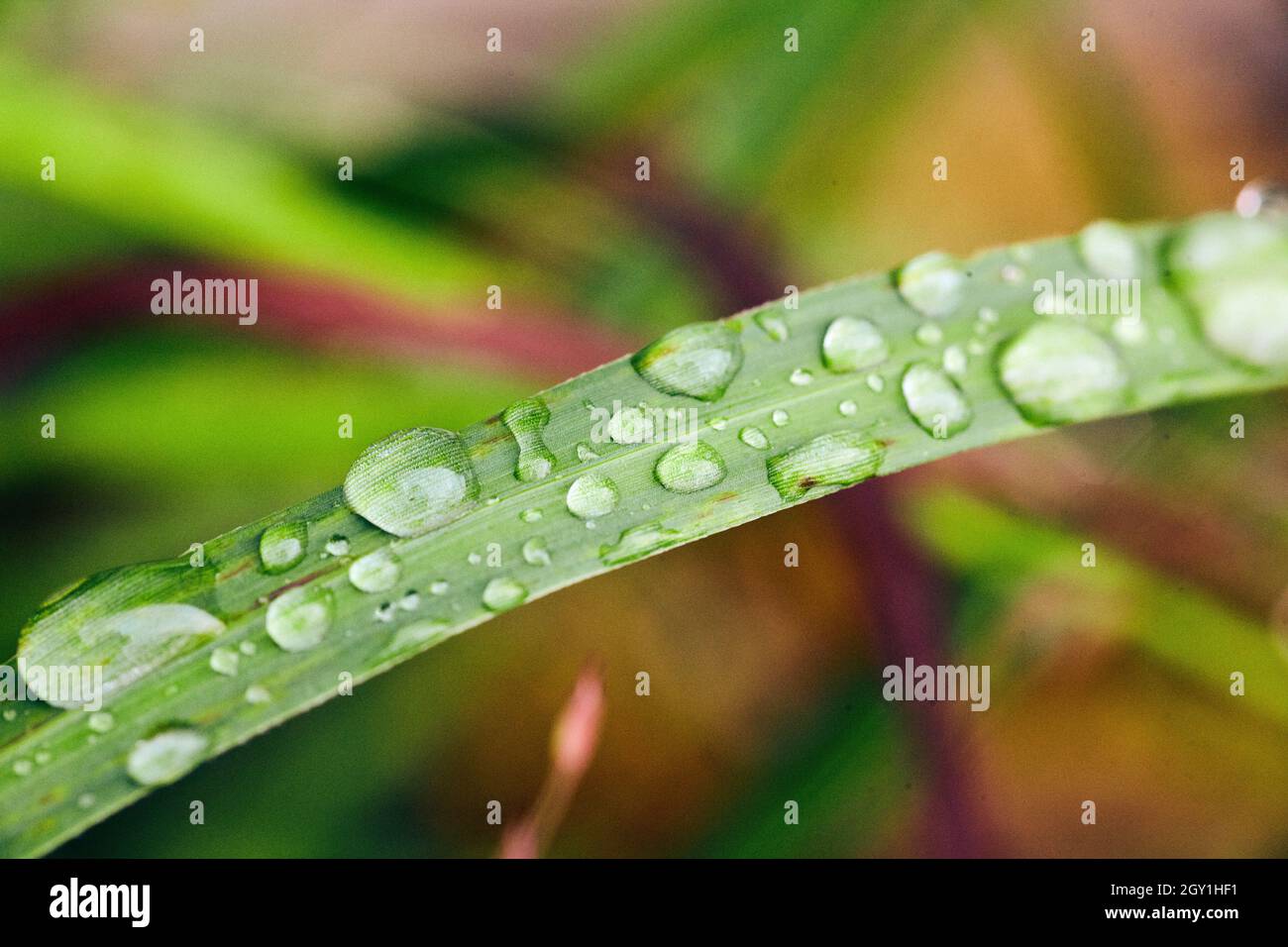 La rosée s'accumule sur les lames de l'herbe Banque D'Images