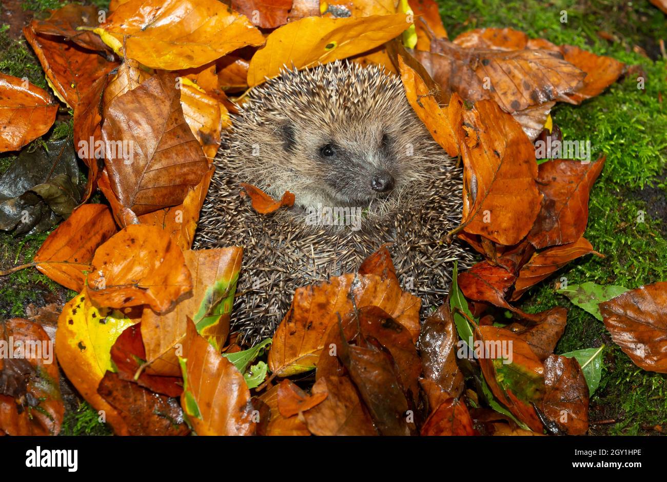 Curled Up Hedgehog Banque De Photographies Et D images Haute curled-up-hedgehog-banque-de-photographies-et-d-images-haute