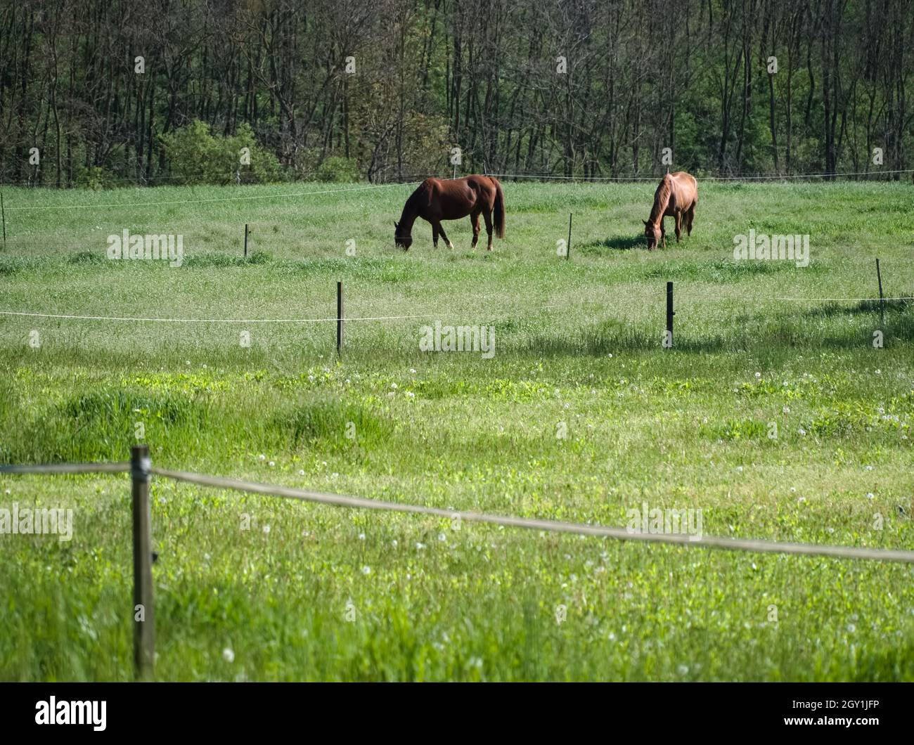 Deux chevaux se broutent dans la prairie près de la forêt Banque D'Images