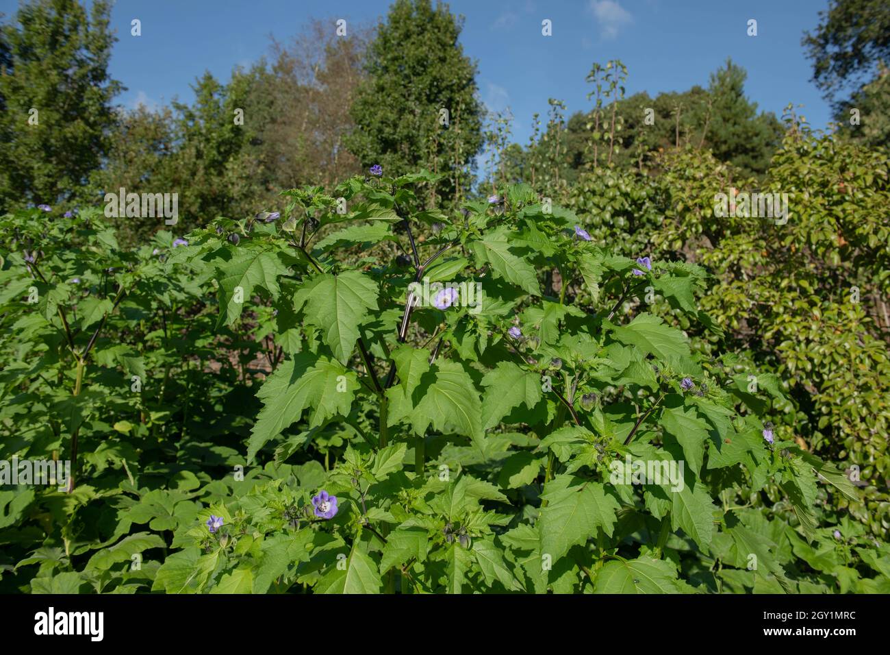 Feuilles de vert vif et têtes de fleurs de violette sur des plants de mouche à la mouche (Niandra physalodes) autoensemencés chaque année en culture dans un jardin de légumes dans le Devon rural Banque D'Images