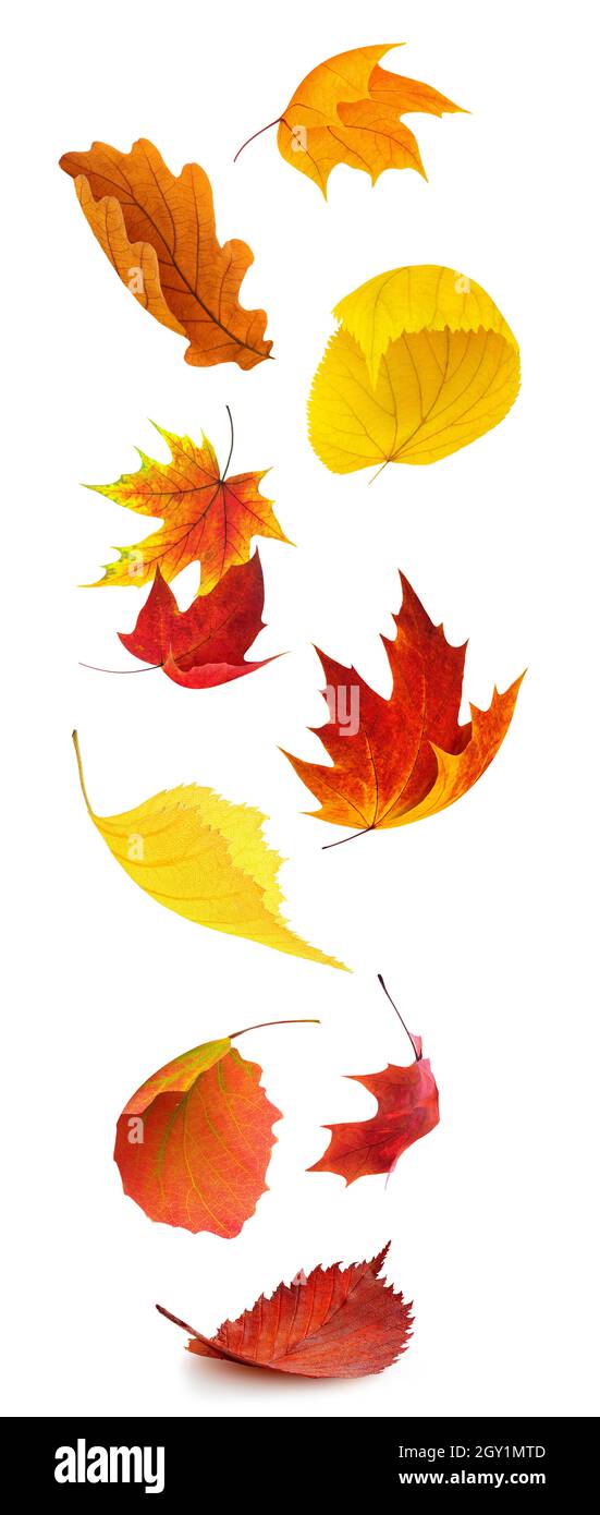 Feuilles d'arbre d'automne colorées tombant, isolées sur fond blanc, verticales Banque D'Images