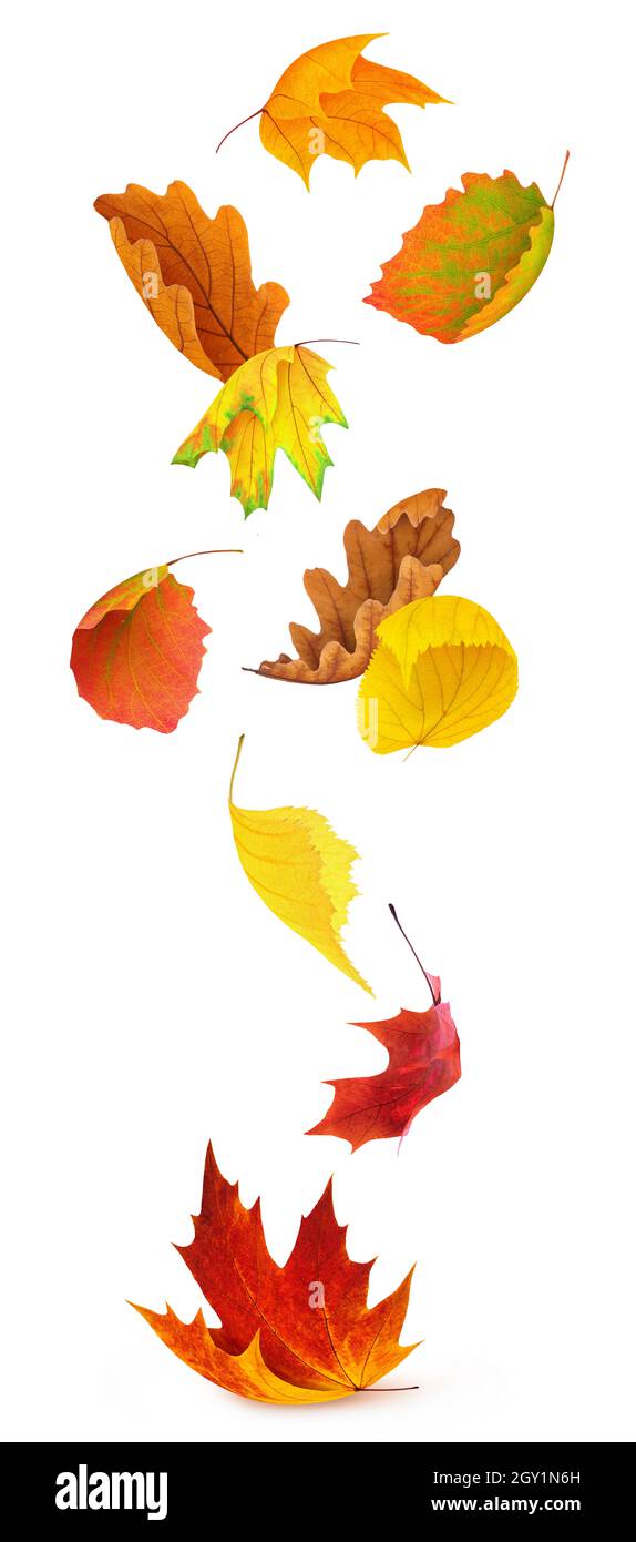 Chute de feuilles. Feuilles d'automne multicolores de divers arbres (érable, bouleau, chêne, tilleul, peuplier) isolées sur fond blanc Banque D'Images