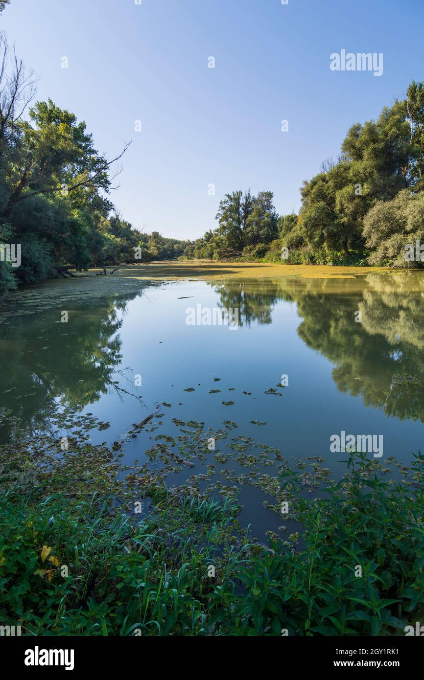 Szigetköz (petite île de Rye, Kleine Schüttinsel) : anabranch, bras du Danube, forêt à Györ-Moson-Sopron, Hongrie Banque D'Images