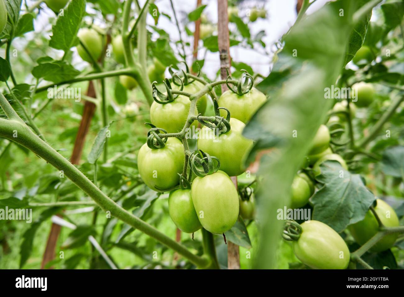 Tomates vertes fraîches poussant dans le jardin. Bouquet de tomates vertes dans le jardin. Prêt à récolter des tomates vertes fraîches. Banque D'Images