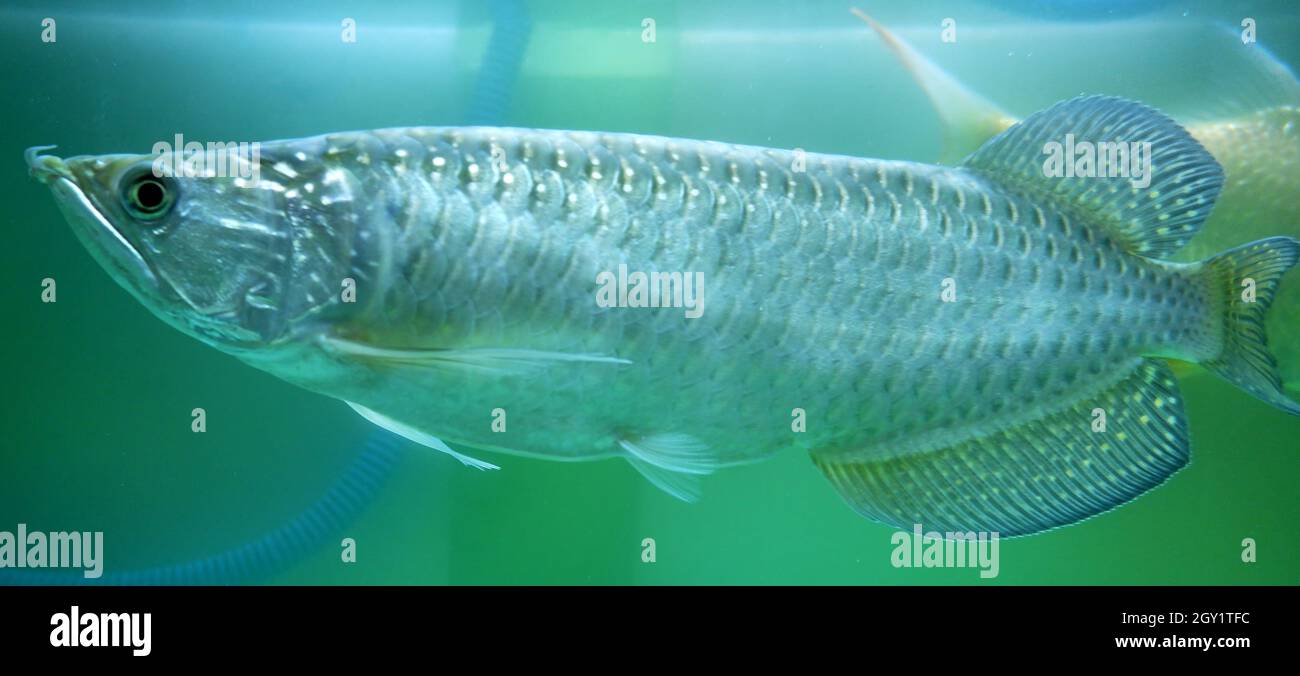 Magnifique poisson arowana dans l'aquarium, poisson de jardini arowana. Banque D'Images