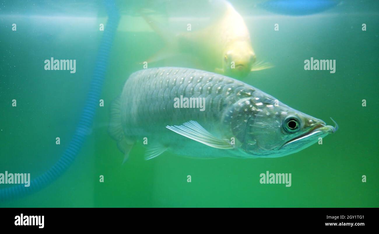 Magnifique poisson arowana dans l'aquarium, poisson de jardini arowana. Banque D'Images