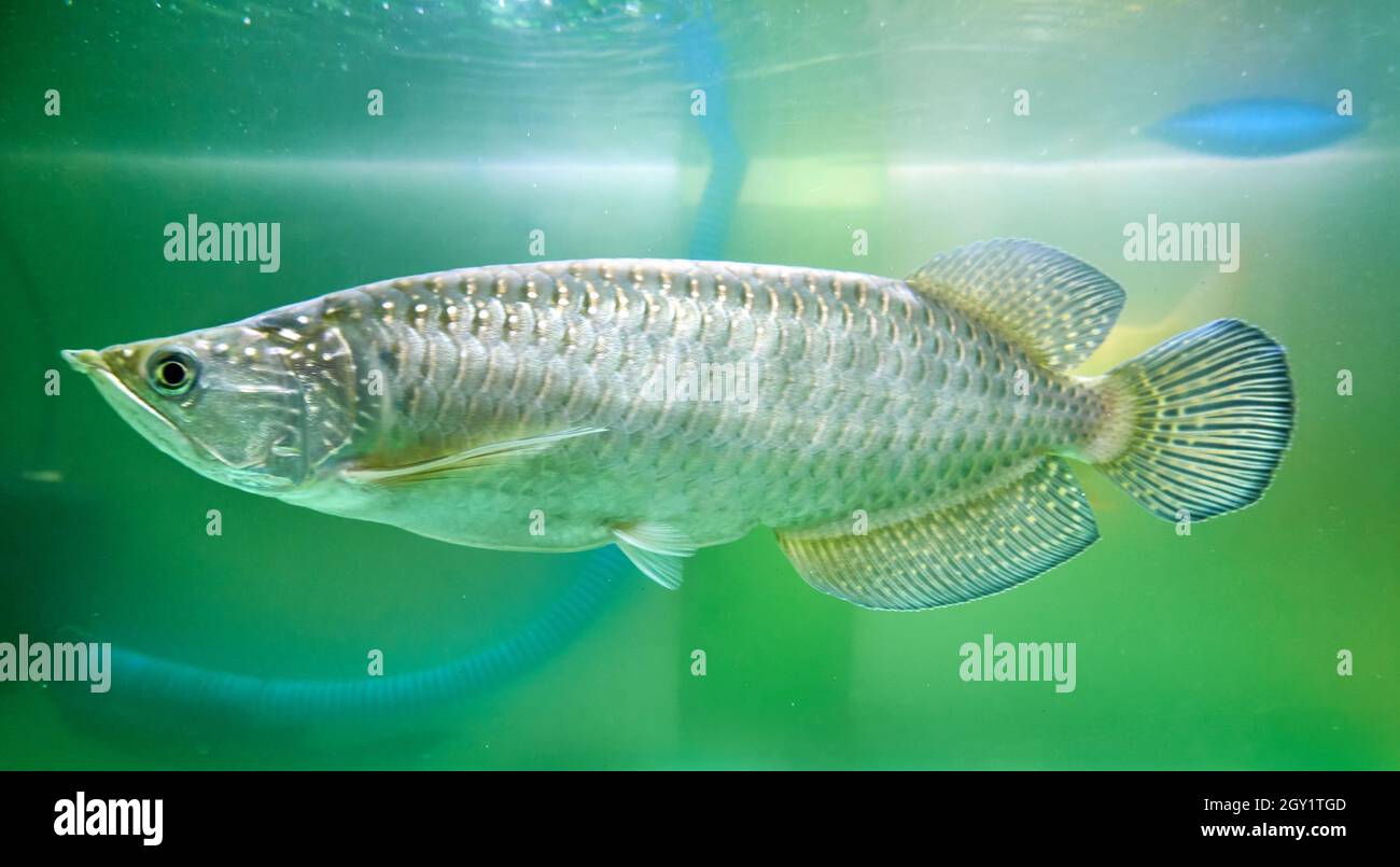 Magnifique poisson arowana dans l'aquarium, poisson de jardini arowana. Banque D'Images