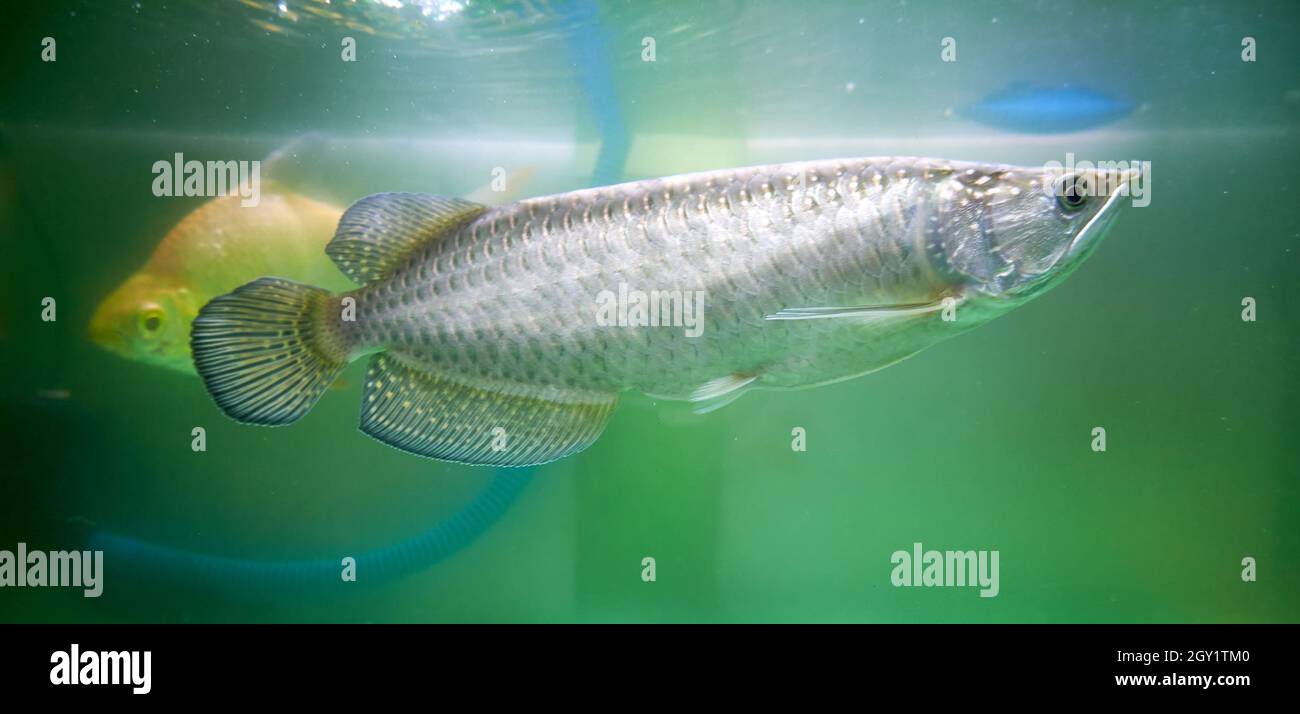 Magnifique poisson arowana dans l'aquarium, poisson de jardini arowana. Banque D'Images