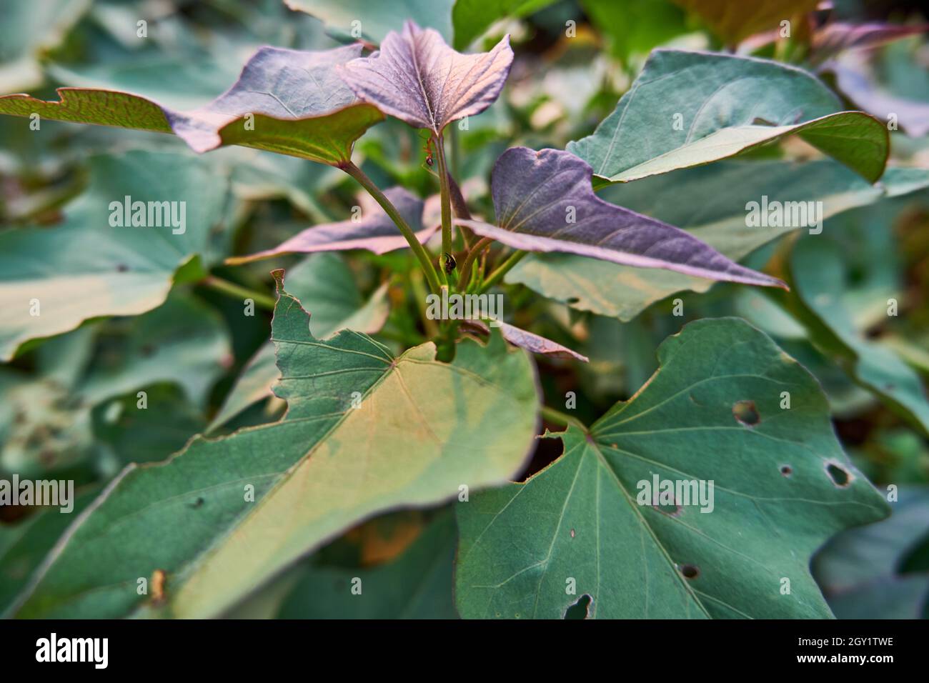 Belles feuilles de patates douces Prenez une photo de la position ci-dessus. Feuilles de patates douces avec le soleil dans l'après-midi. Banque D'Images