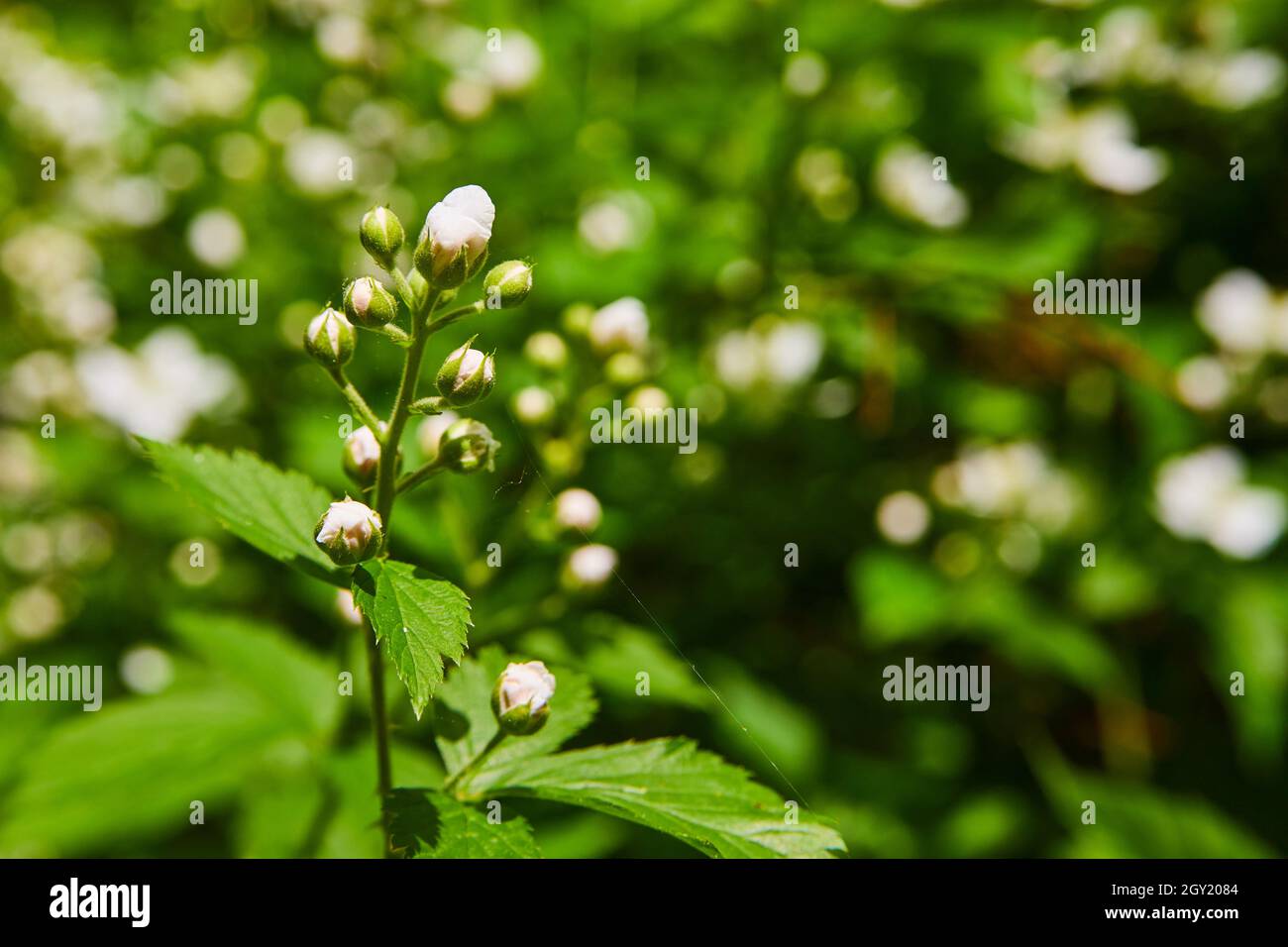 Fleurs blanches en herbe macro-détail de la fleur Banque D'Images