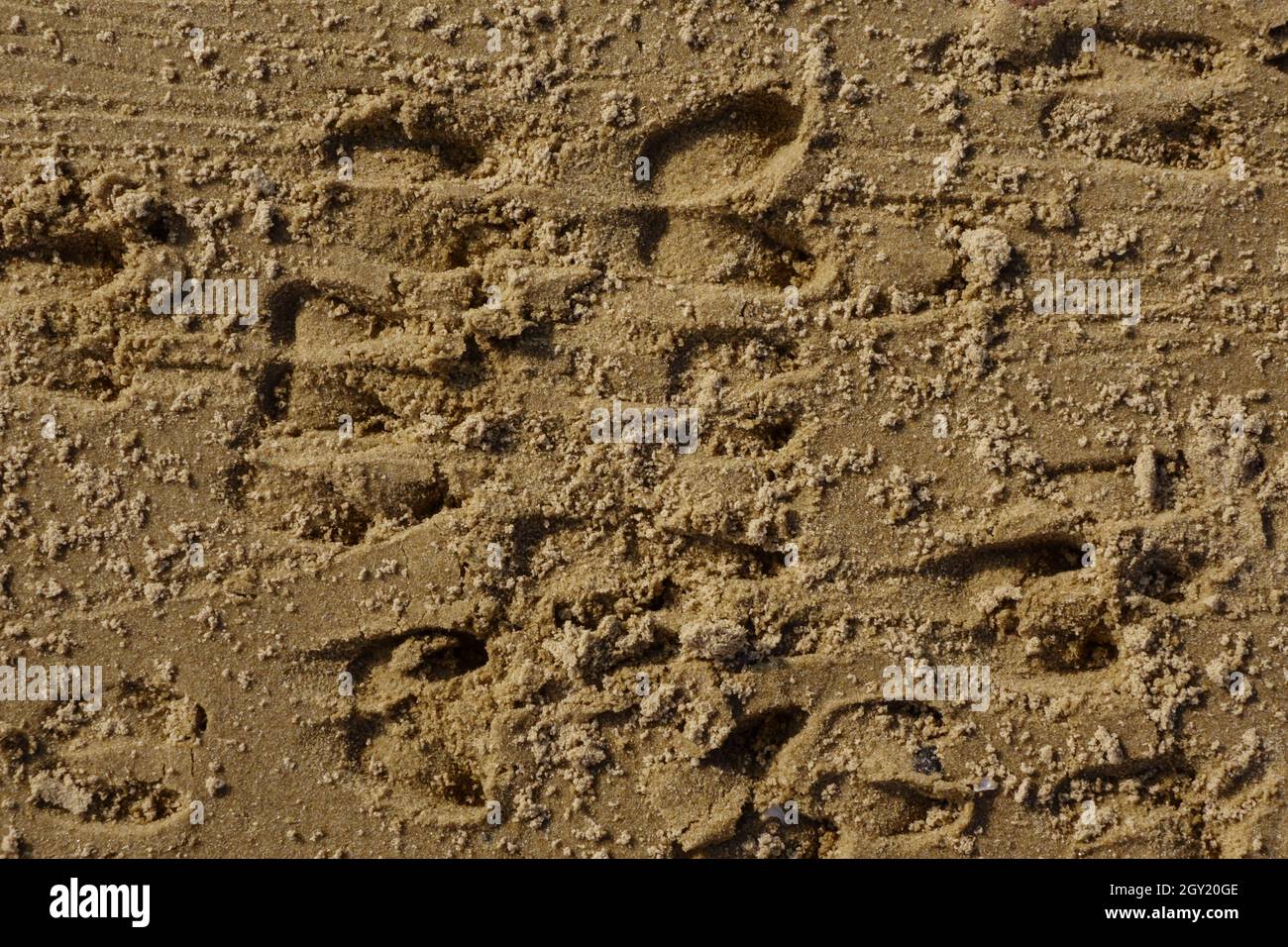 Empreintes de cerfs du ROE dans le sable, arrière-plan de la faune Banque D'Images