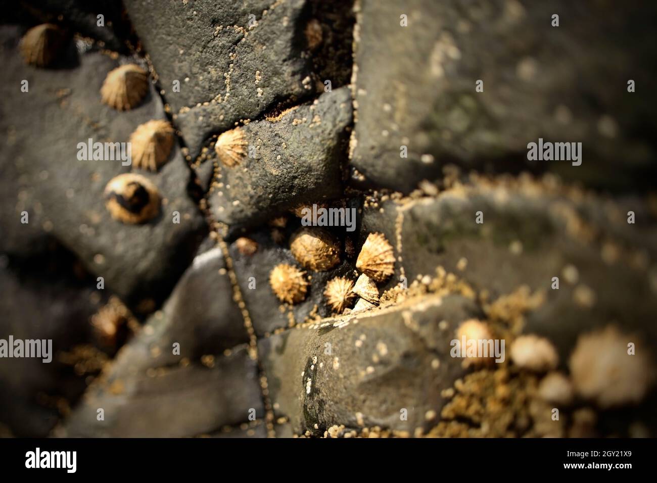 Des coquilles d'animaux de compagnie accrochent aux rochers à Craster, Northumberland, Royaume-Uni. Banque D'Images