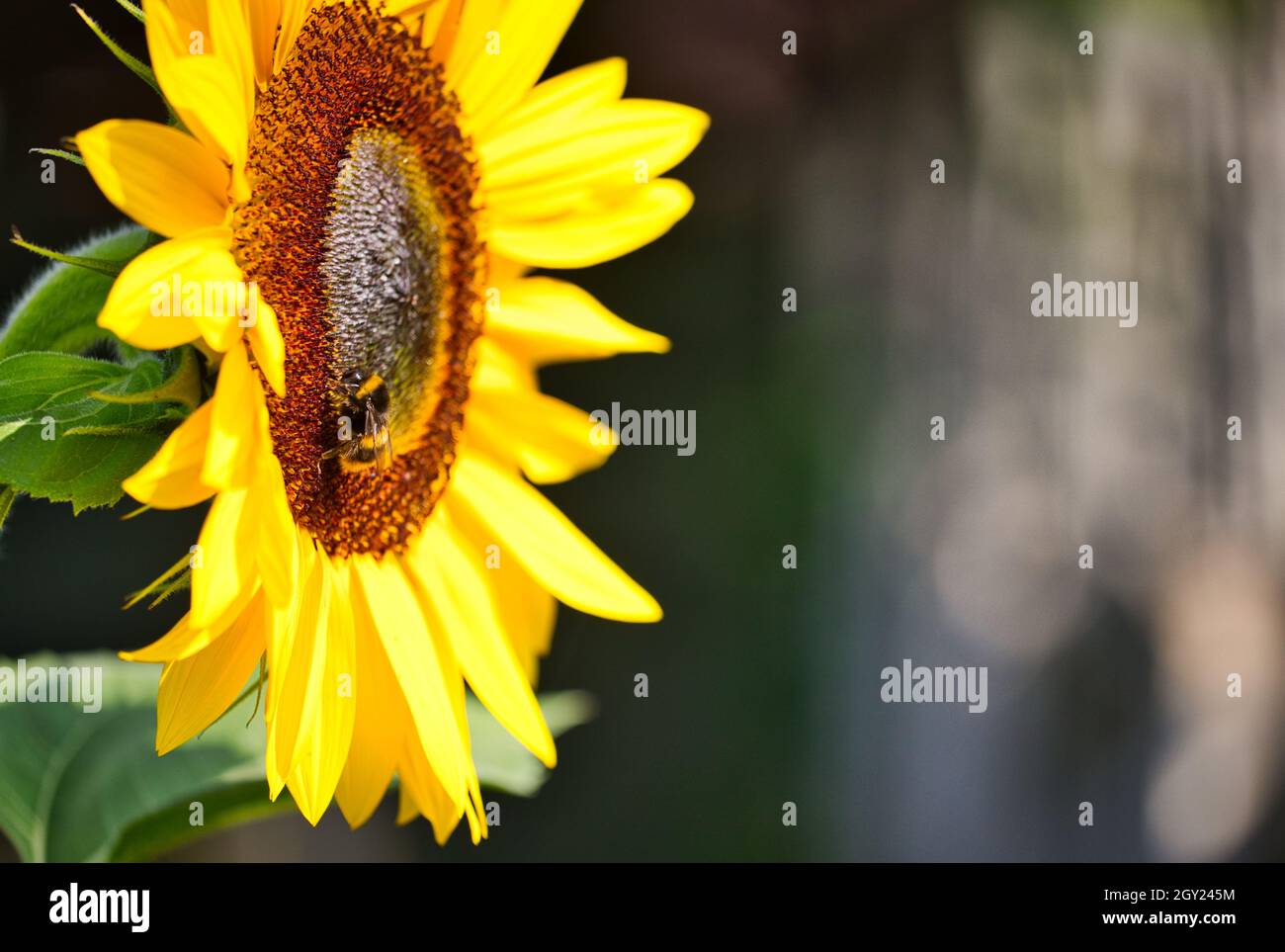 Vue latérale de l'abeille (Hyménoptères) collectant du pollen sur la tête de tournesol géante (Helianthus annuus).Concept d'environnement, positif, optimiste Banque D'Images