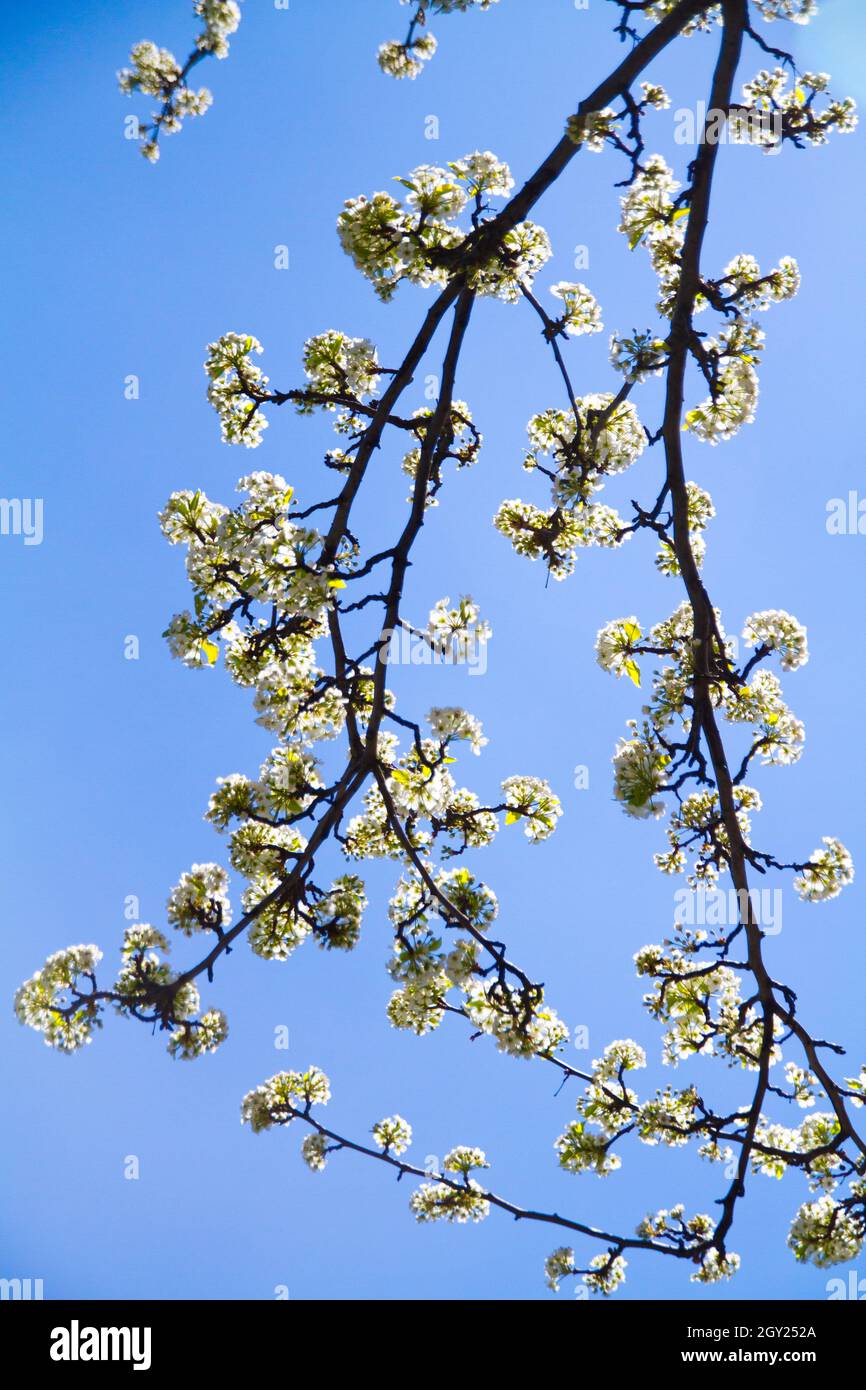 Bourgeonnement de fleurs blanches sur une branche d'arbre contre un ciel bleu Banque D'Images