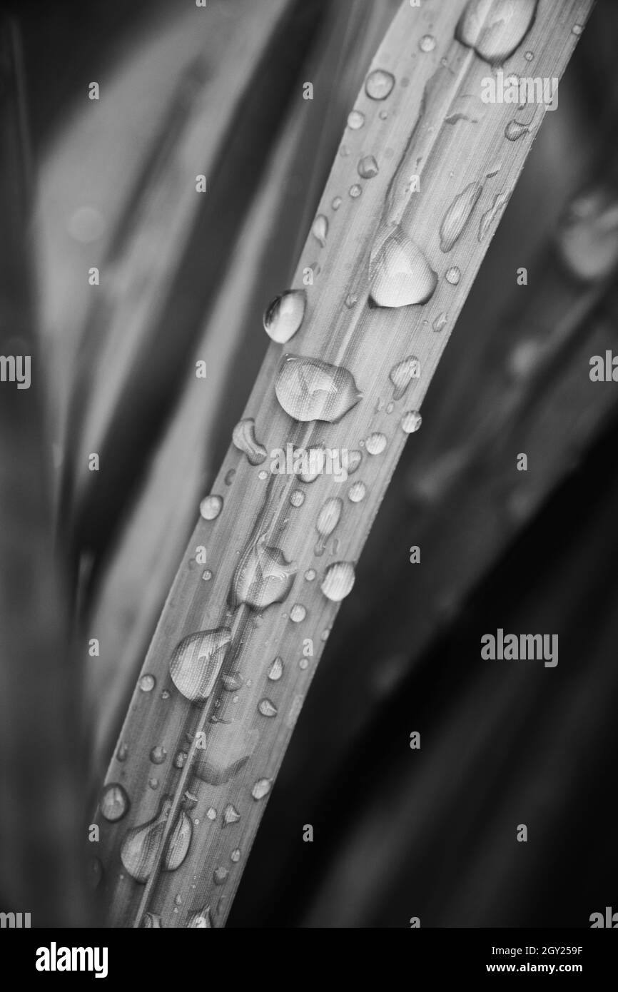 Lame d'herbe noire et blanche avec des gouttes d'eau Banque D'Images