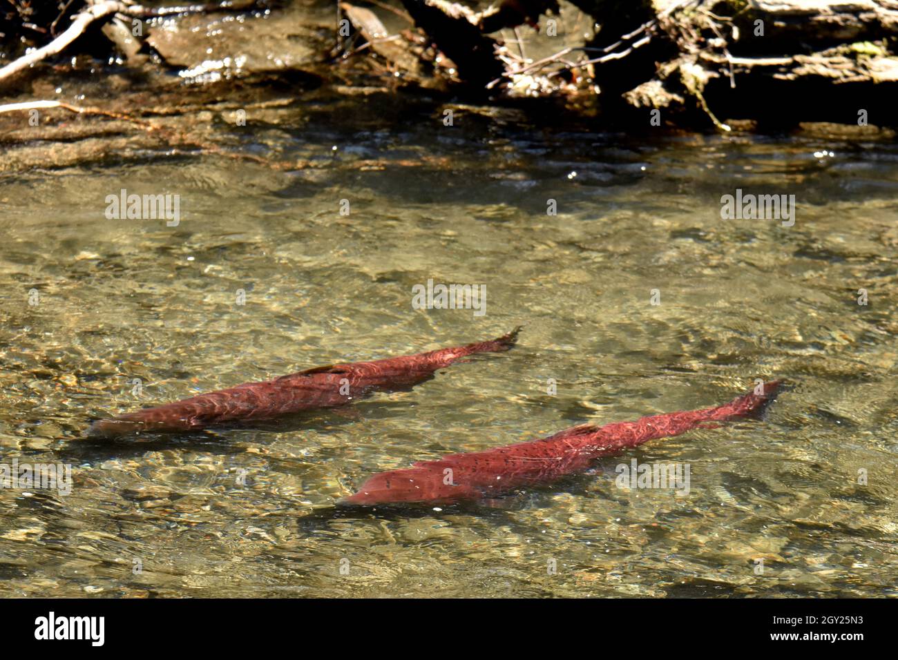 Saumon quinnat, Oncorhynchus tshawytscha, Ship Creek, Anchorage, Alaska, ÉTATS-UNIS Banque D'Images