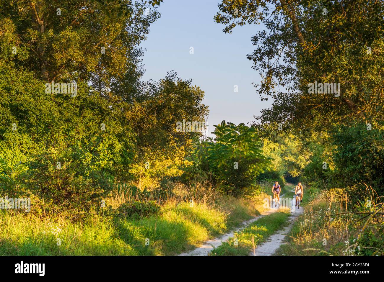 Zitny ostrov (Grande île de Rye, Große Schüttinsel): Cycliste en forêt à Dunajske luhy (plaines inondables du Danube), , Slovaquie Banque D'Images