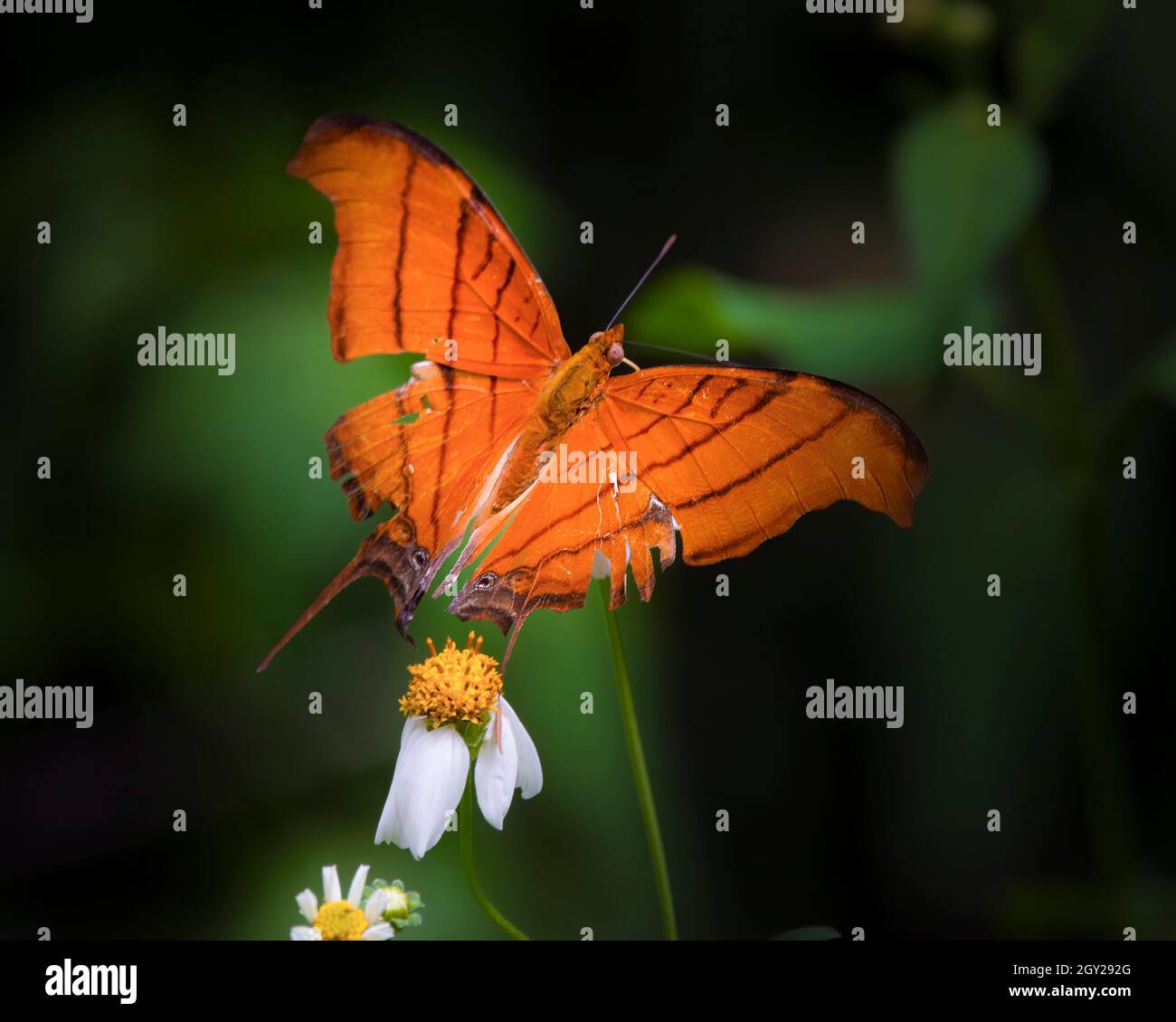 Un magnifique papillon de style daggerwing perche sur une fleur sauvage avant de prendre l'avion dans les Everglades de Floride. Banque D'Images Un magnifique papillon de style daggerwing perche sur une fleur sauvage avant de prendre l'avion dans les Everglades de Floride. Banque D'Images