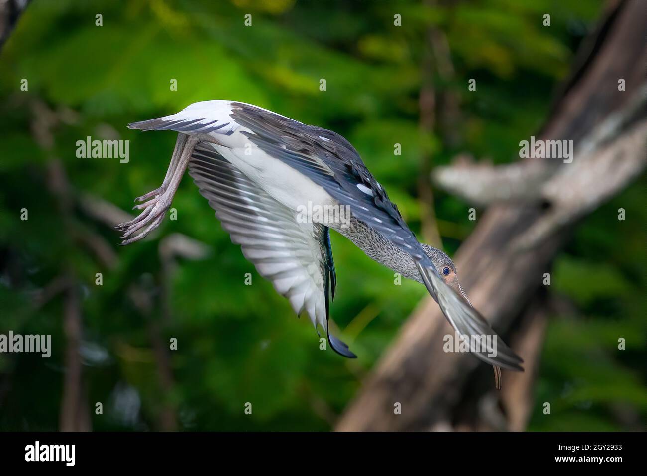 Un jeune Ibis blanc descend d'un arbre pour chercher de la nourriture sur le rivage d'une petite crique dans les Everglades de Floride. Banque D'Images