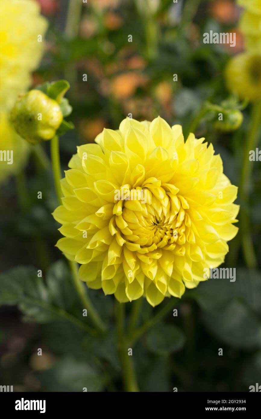 Dahlia 'Camano promenez-vous'. Banque D'Images