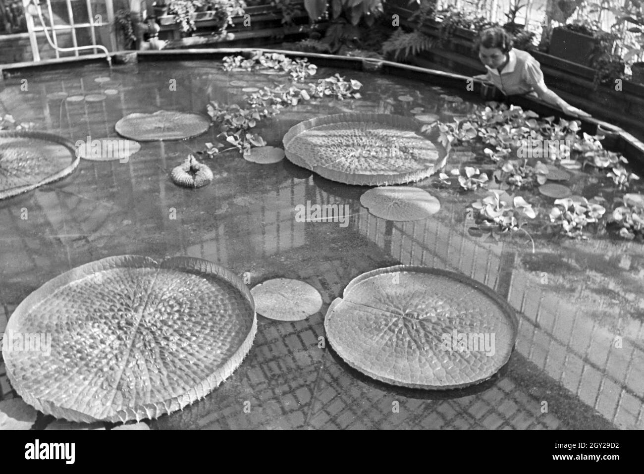 Riesenseerosen im botanischen Garten Wilhelma à Stuttgart, Deutschland 1930er Jahre. De l'eau énorme lilys dans le jardin botanique Wilhelma à Stuttgart, Allemagne 1930. Banque D'Images