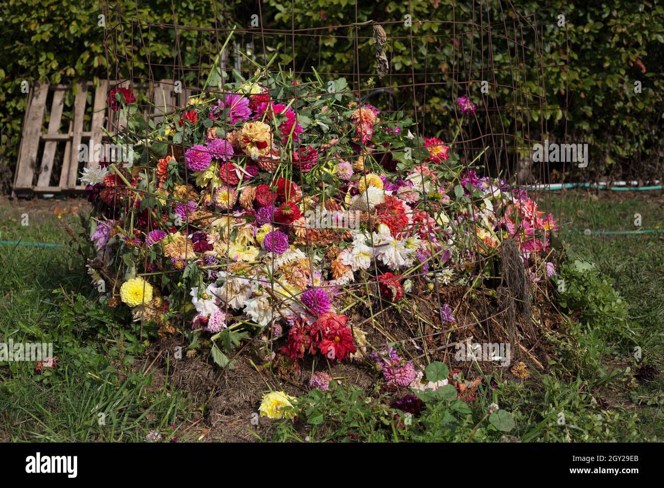 Tas de compost composé de fleurs mortes ou mourantes d'une ferme de fleurs de dahlia. Banque D'Images