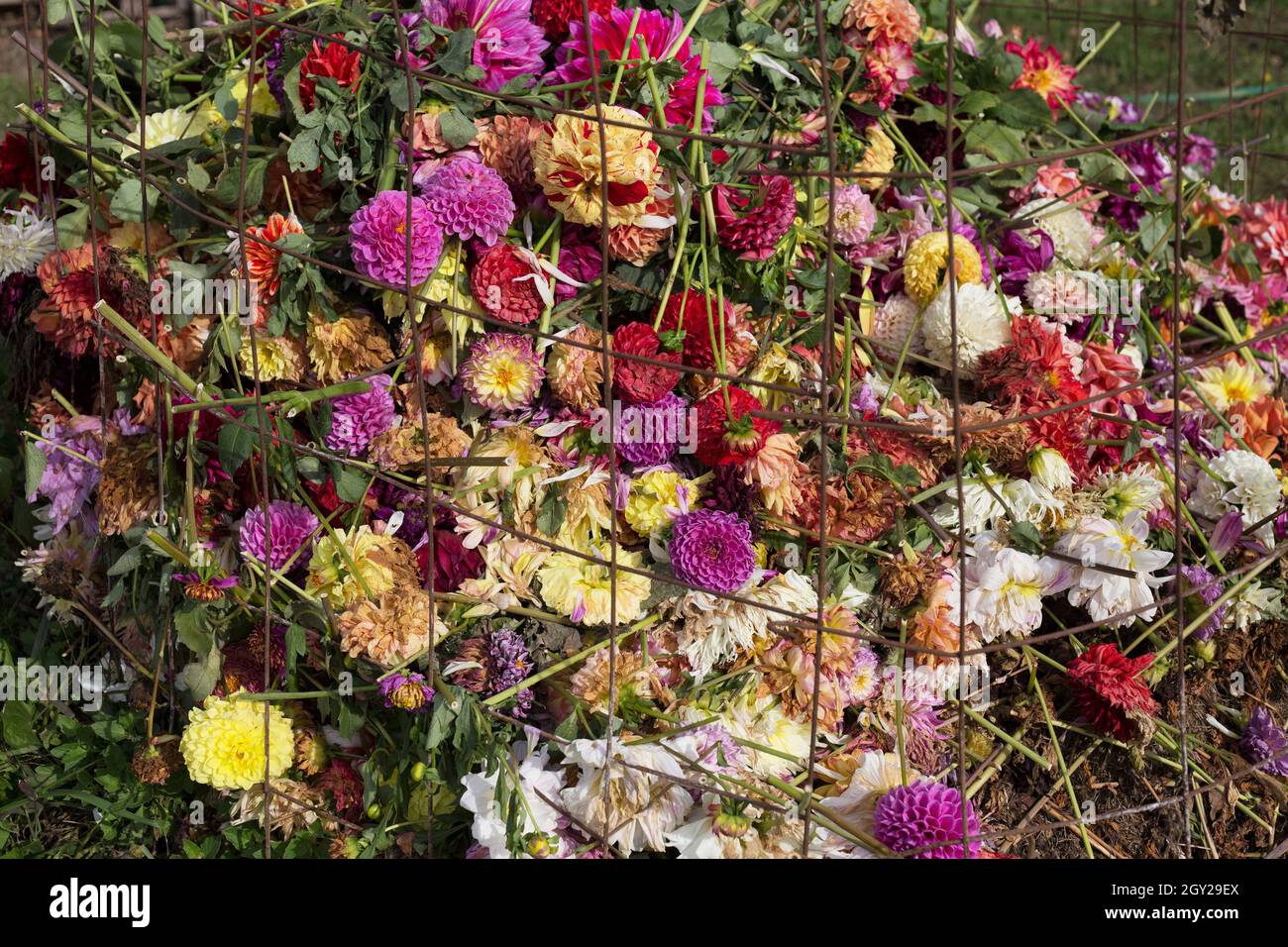 Tas de compost composé de fleurs mortes ou mourantes d'une ferme de fleurs de dahlia. Banque D'Images