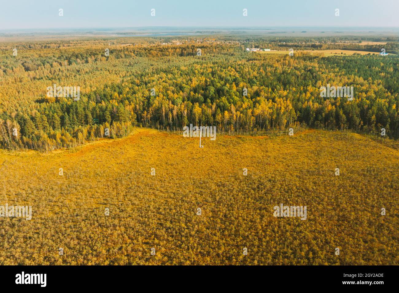 Bélarus, Réserve de biosphère de Berezinsky. Vue aérienne à vol d'oiseau du sentier en bois du marais de marais à la forêt, en automne Sunny Day. Panorama Banque D'Images