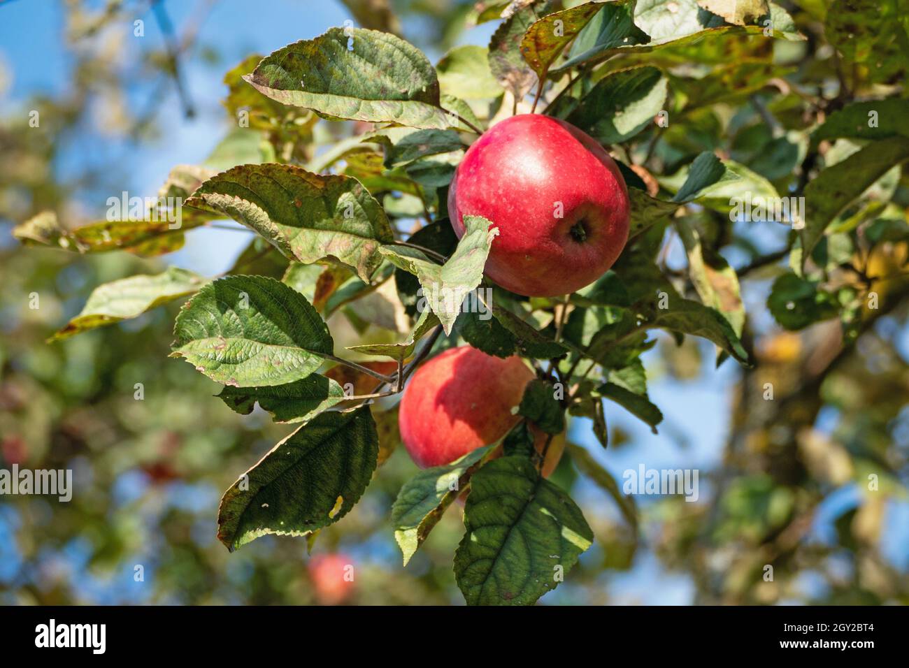 Pommes rouges mûres sur une branche d'arbre Banque D'Images