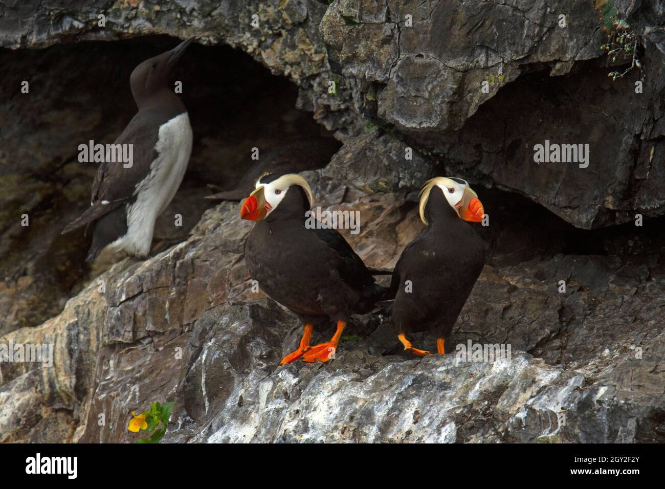 Paire de puffins toufftés, Fratercula cirrhota, île de Cheval, Parc national de Kenai Fjords, Alaska, États-Unis Banque D'Images