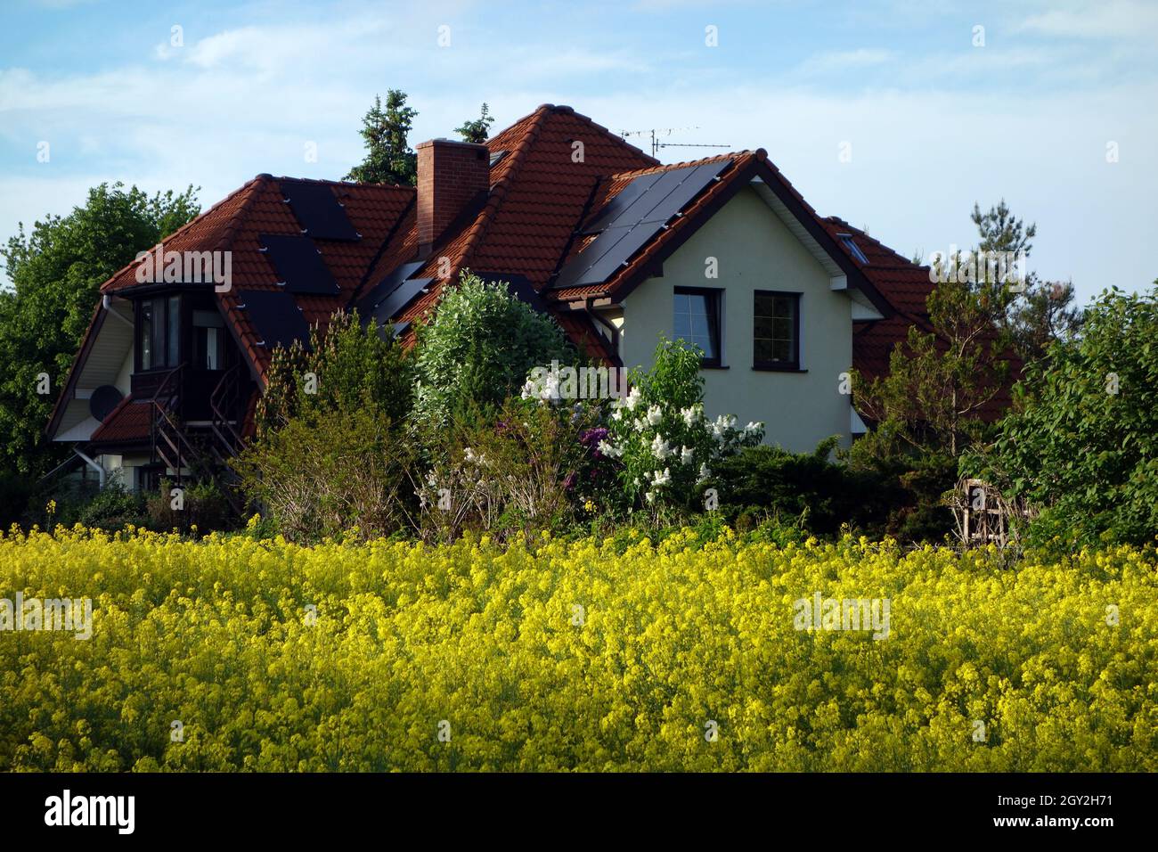 maison résidentielle individuelle parmi les champs de printemps de canola. avec panneaux solaires sur le toit Banque D'Images