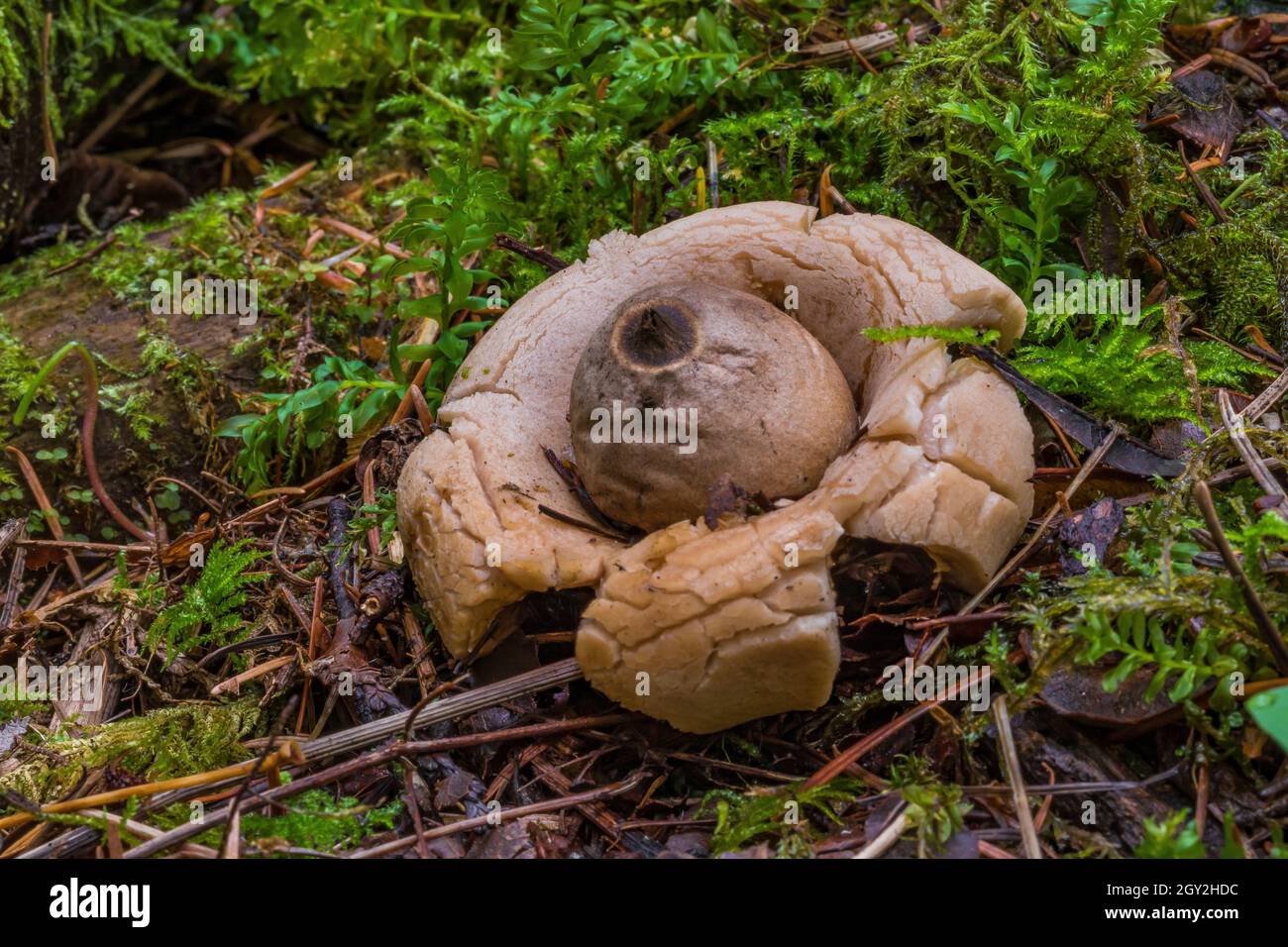 geastrum-saccatum-banque-de-photographies-et-d-images-haute