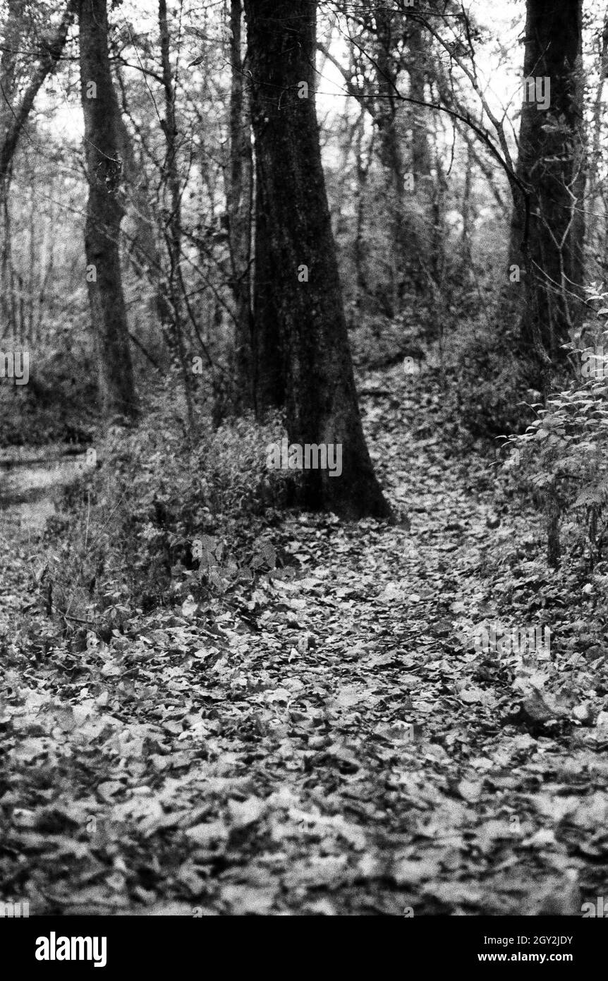 Photo en noir et blanc d'un arbre dans une forêt couverte de feuilles d'automne tombées Banque D'Images