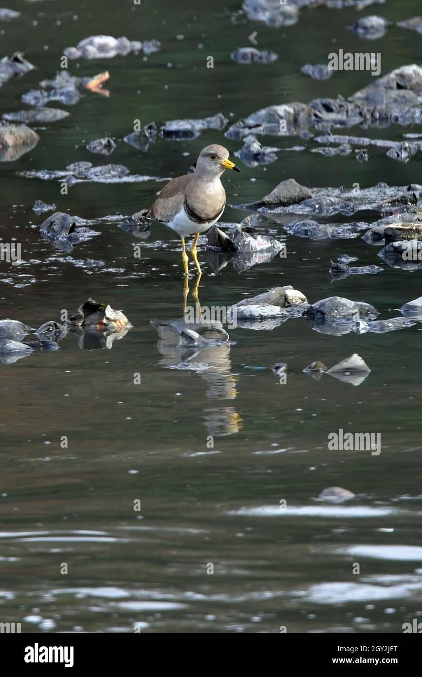 Lapwing à tête grise (Vanellus cinereus) adulte barbotant au milieu d'une rivière polluée avec des détritus Katmandou, au NépalJanvier Banque D'Images