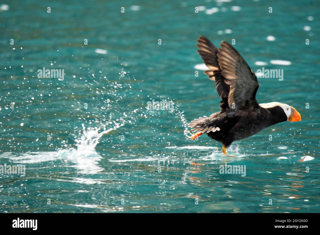 Macareux touffés, Fratercula cirrhata, décollage sur l'eau, Gull Island, Kachemak Bay, Alaska, États-Unis Banque D'Images