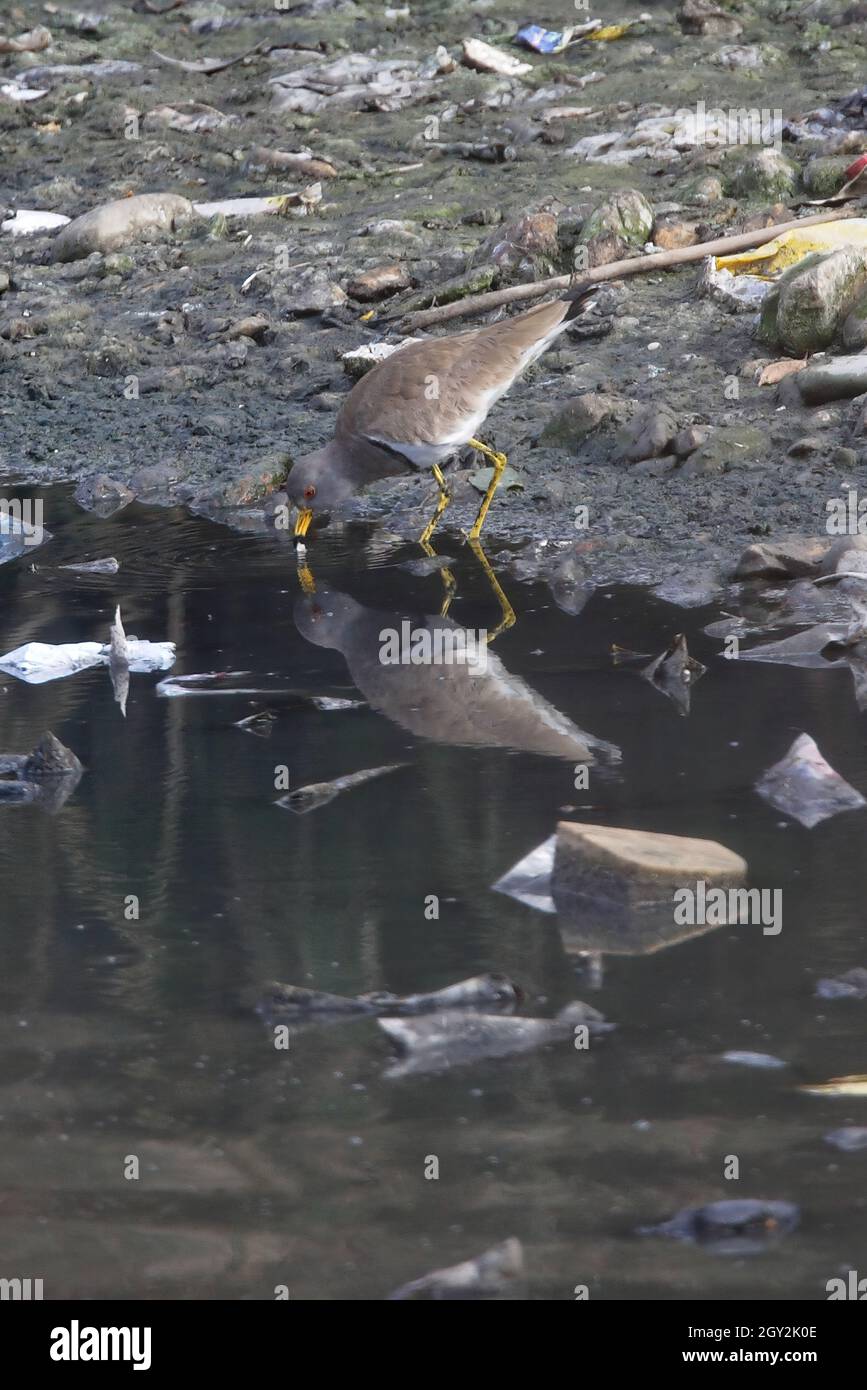 Lapwing à tête grise (Vanellus cinereus) adulte debout sur des détritus au milieu d'une rivière polluée buvant avec réflexion Katmandou, NépalJanvier Banque D'Images