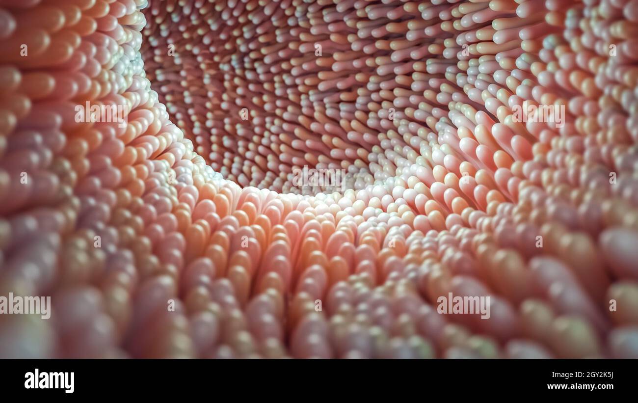 Illustration du rendu 3D en gros plan sur microvillosités intestinales.Microbiologie, anatomie, biologie, science, médecine,concepts médicaux et de soins de santé. Banque D'Images