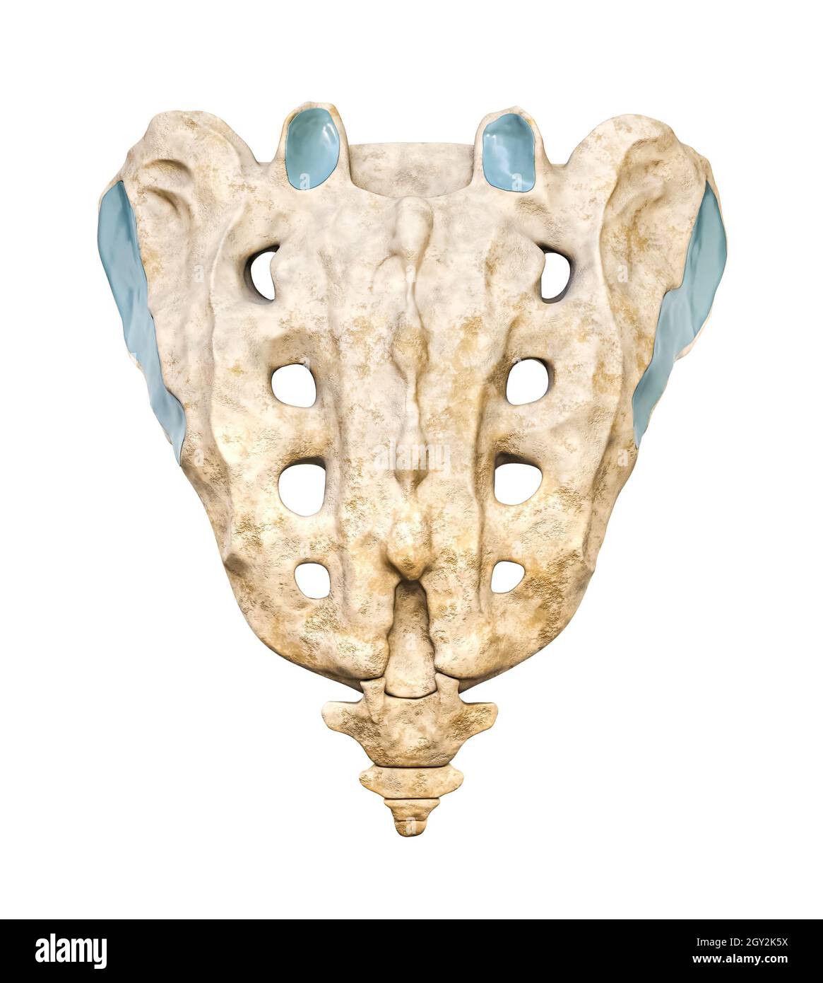 Vue postérieure détaillée de la face ou du dos du sacrum et du coccyx 3D, illustration du rendu isolée sur fond blanc.Graphique anatomique vierge.Anatom Banque D'Images