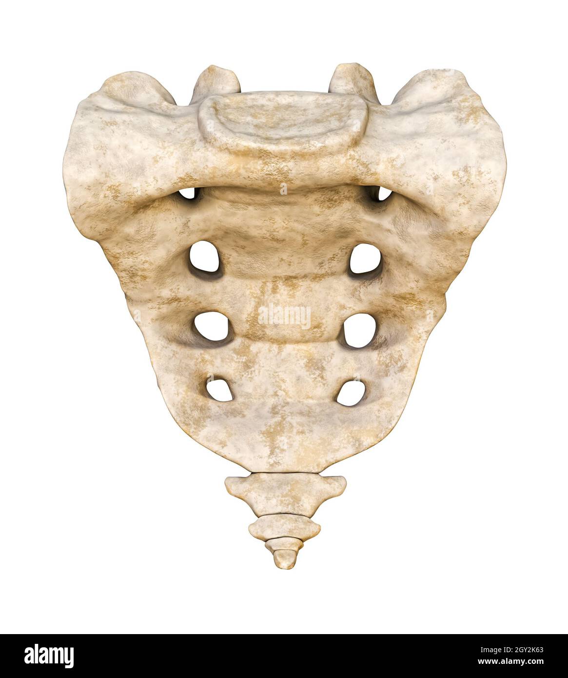 Vue antérieure ou frontale détaillée du sacrum et du coccyx 3D, illustration du rendu isolée sur fond blanc.Graphique anatomique vierge.Anatom Banque D'Images