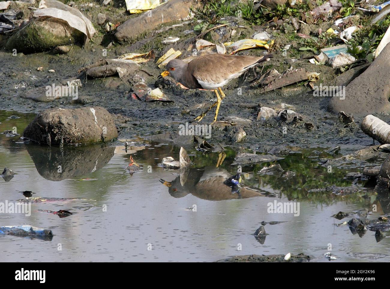 Lapwing à tête grise (Vanellus cinereus) adulte debout sur des détritus au milieu d'une rivière polluée avec réflexion Katmandou, NépalJanvier Banque D'Images