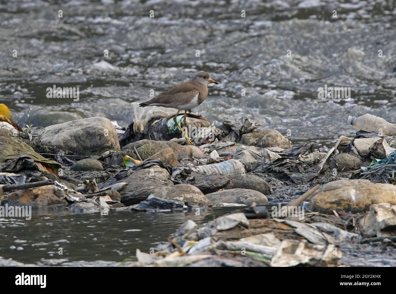 Lapwing à tête grise (Vanellus cinereus) adulte debout sur des détritus au milieu de la rivière polluée Katmandou, NépalJanvier Banque D'Images