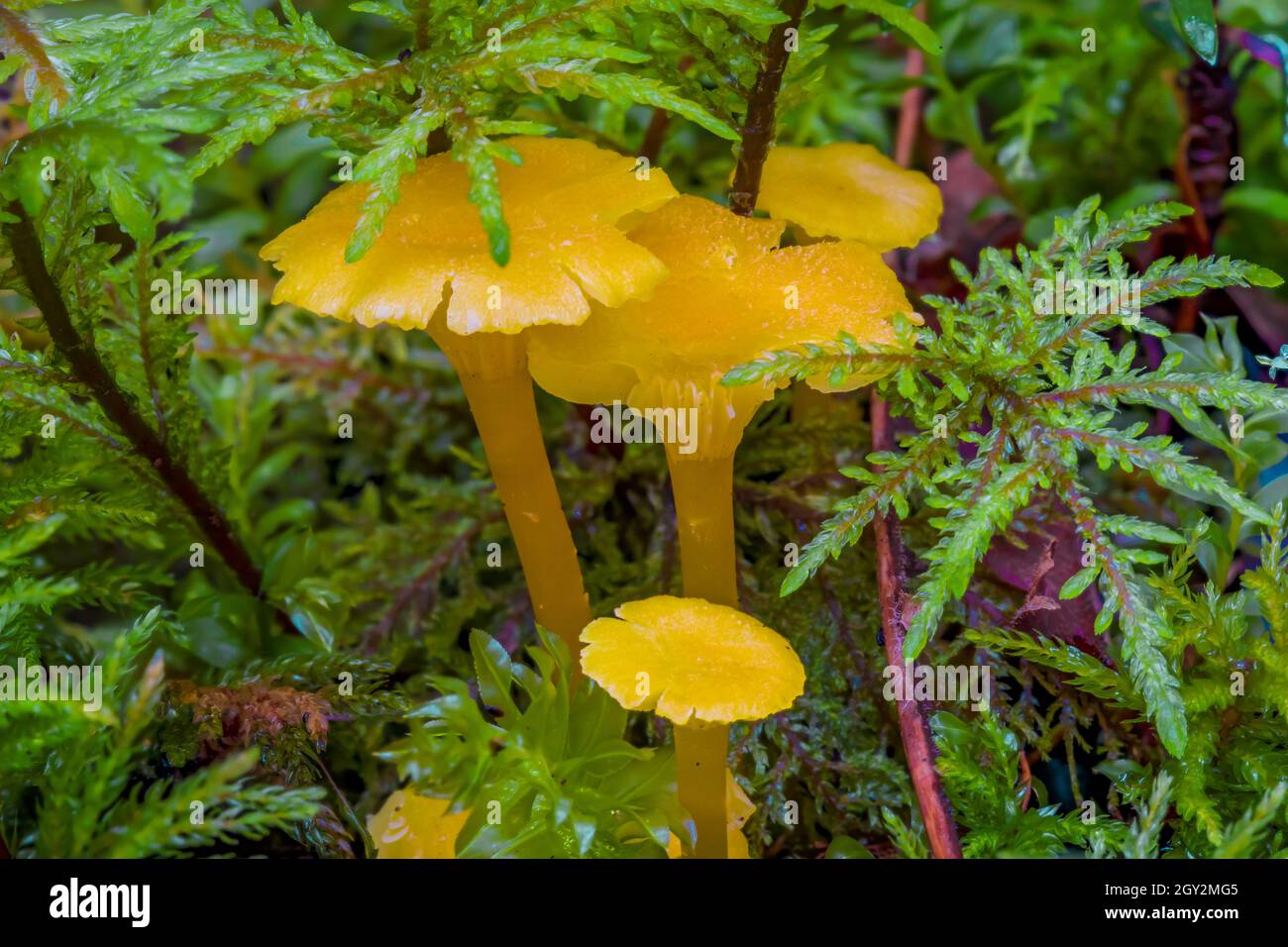 Petits champignons et mousses luxuriantes sur le sol de la forêt à l'escalier dans le parc national olympique, État de Washington, États-Unis Banque D'Images