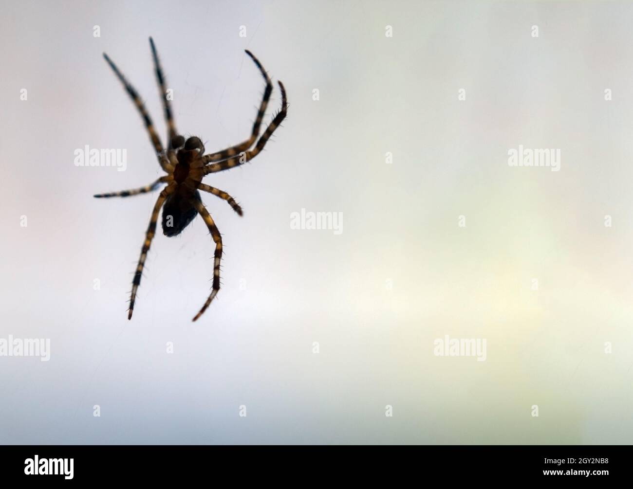 Une araignée sur fond blanc.Gros plan d'un insecte prédateur avec un espace de copie.Mise en page du texte.Bannière Web. Banque D'Images