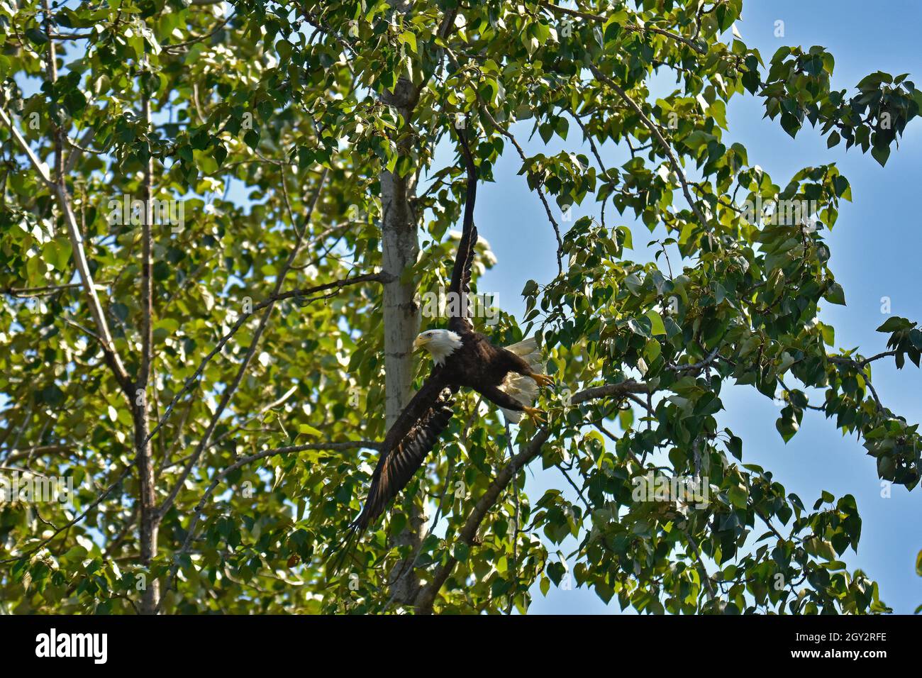 Aigle à tête blanche, Haliaeetus leucocephalus, Ship Creek, Anchorage, Alaska, ÉTATS-UNIS Banque D'Images