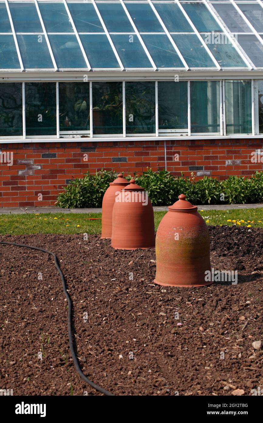 Creuset de rhubarbe dans un jardin clos. Banque D'Images