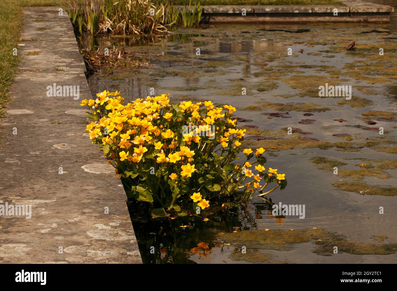 Maltha palustris - Mars Marigold. Banque D'Images