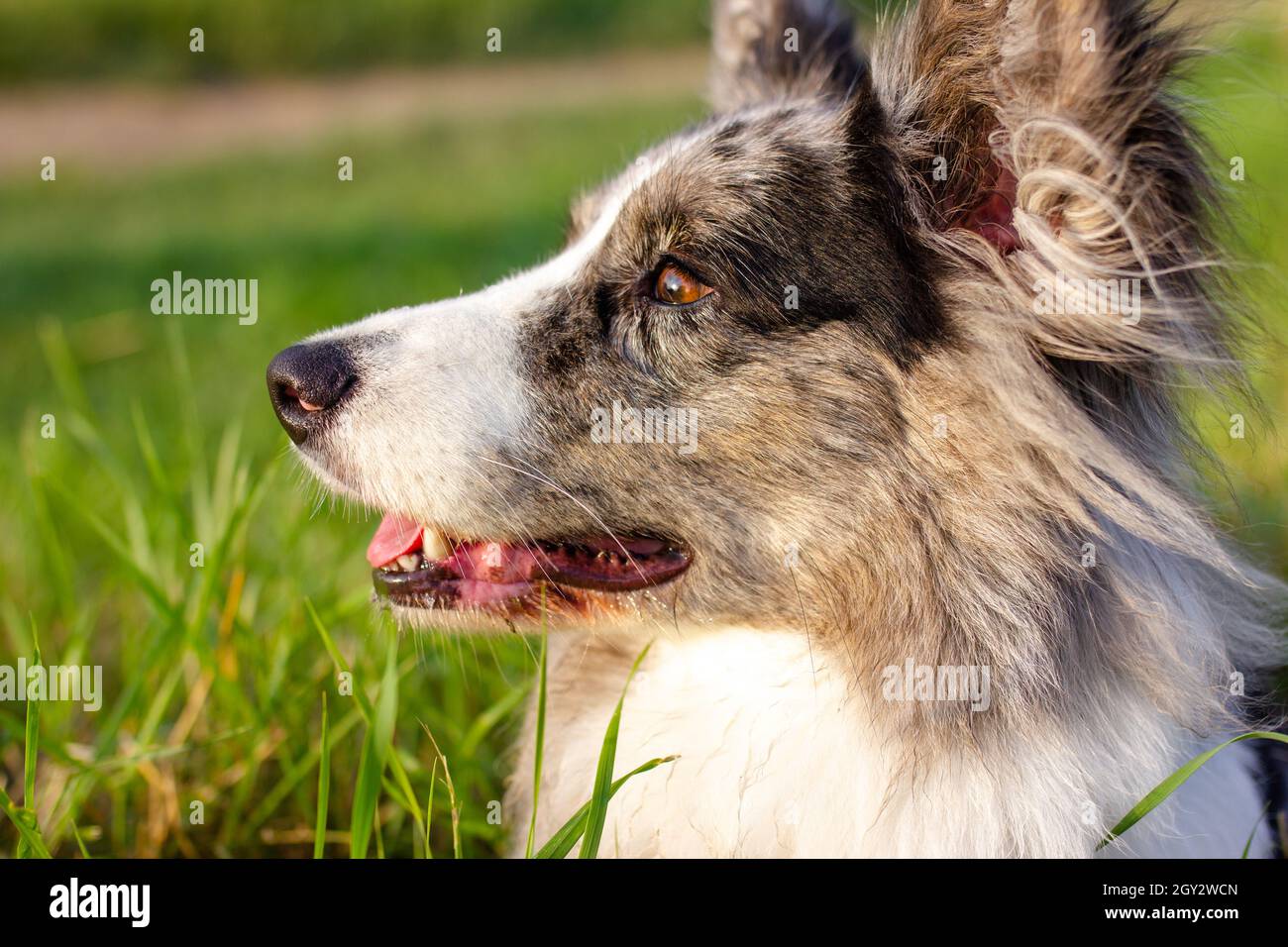 Gilet Welsh Corgi sur gazon vert en extérieur Banque D'Images