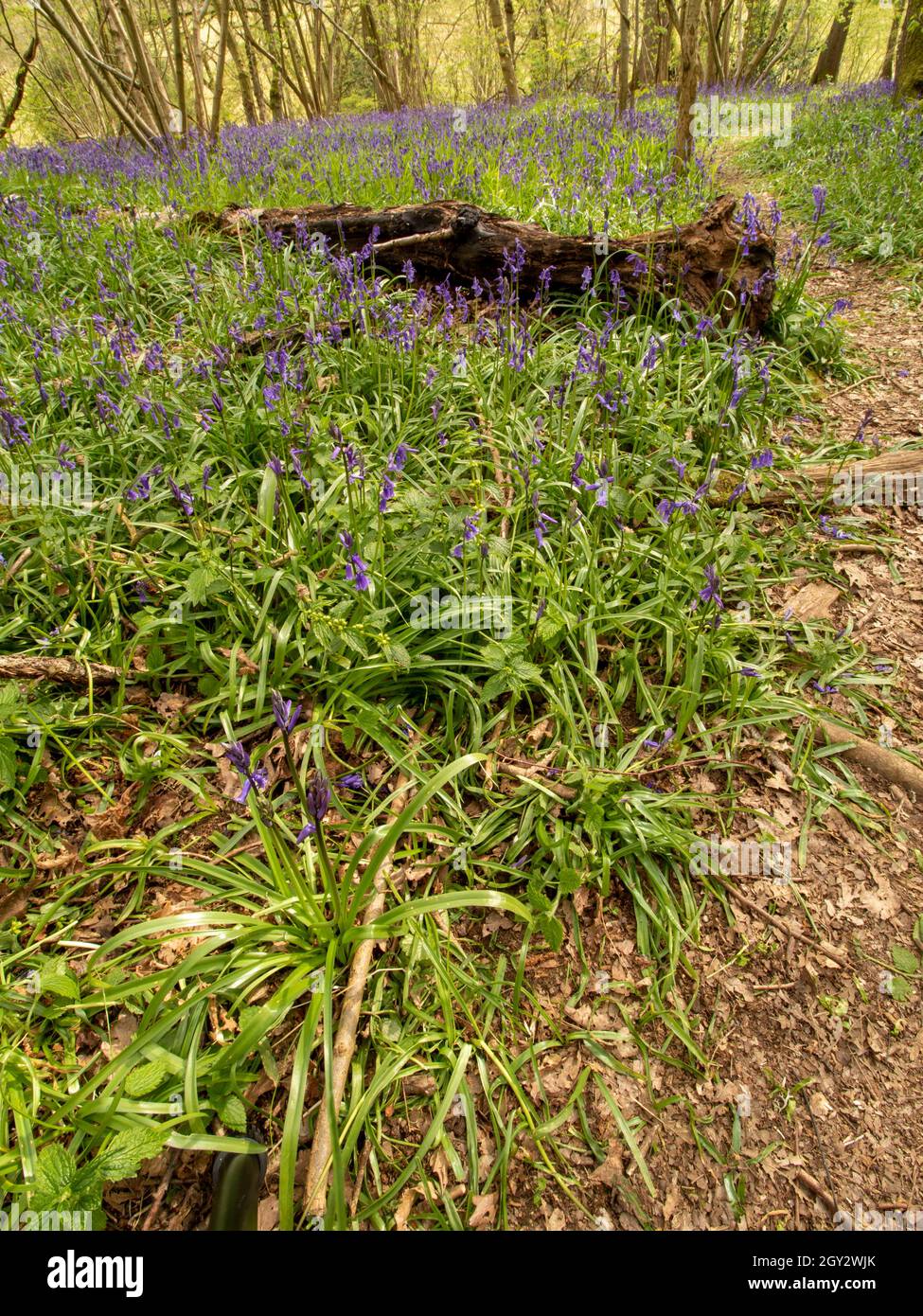 Bien-être mental, réveil printanier dans un bois de bluebell tranquille Banque D'Images