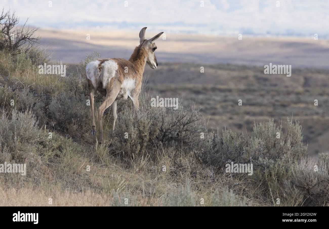 L'antilope sans corne de Pronghorn se trouve sur une pente et domine la chaîne de montagnes de Big Basin, à McCullough Peaks, près de Cody, Wyoming Banque D'Images